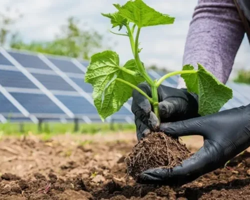 Energia Limpa e Sustentabilidade: A Importância das Usinas Solares para o Futuro do Planeta