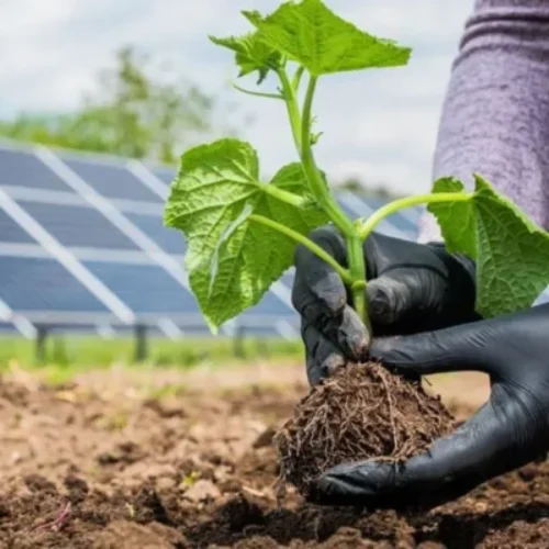 Energia Limpa e Sustentabilidade: A Importância das Usinas Solares para o Futuro do Planeta